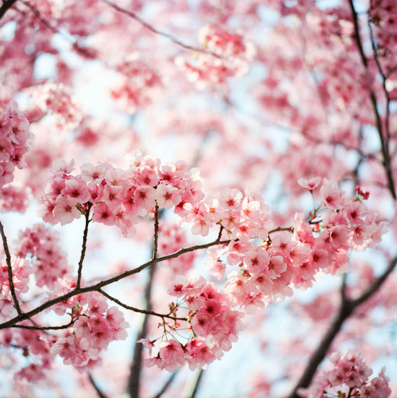 无人,竖图,室外,白天,美景,樱花,日本,日本文化,景观,枝,花,花朵,粉色,自然,春天,景色,摄影,京都府,生长,宁静,脆弱,清新,自然风光,彩图,樱之花