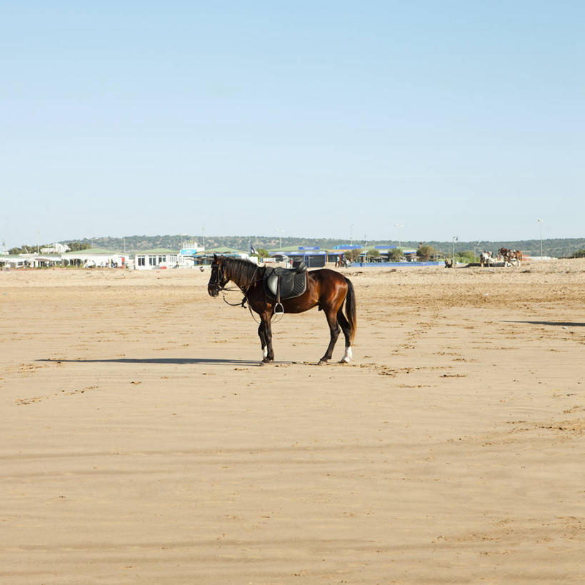 无人,站,方图,室外,侧面,宠物,马,摩洛哥,沙子,动物,摄影,万里无云,索维拉城,海滩,彩图