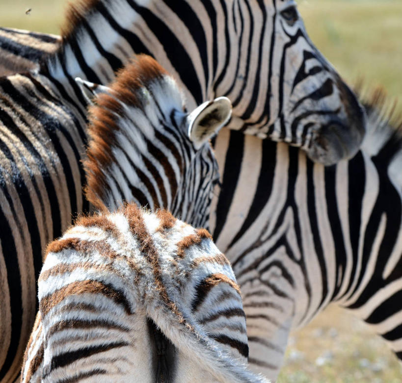 无人,横图,室外,特写,白天,斑马,野生动物,纳米比亚,三只,动物,摄影,彩图