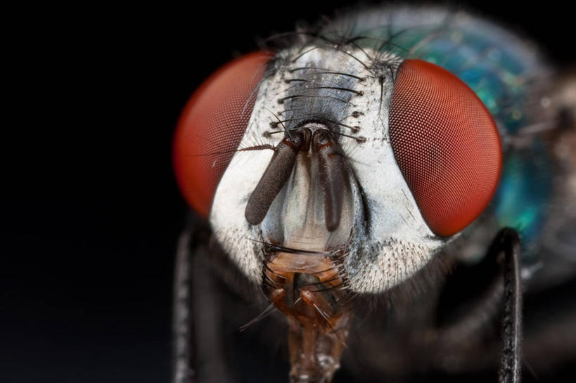 无人,横图,特写,野生动物,英国,黑色背景,昆虫,摄影,萨里市,彩图,影棚拍摄