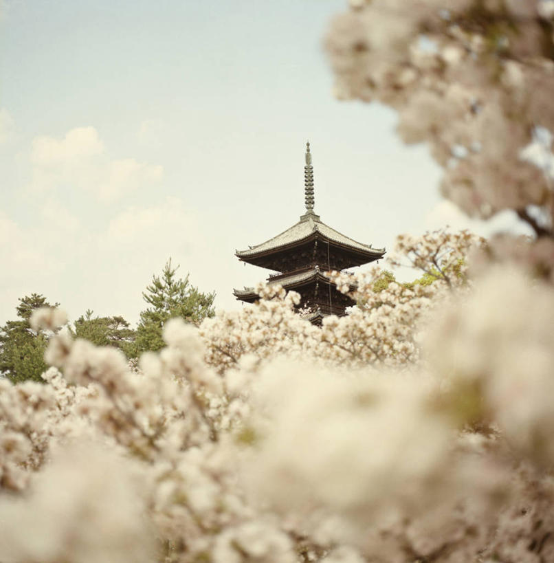 无人,竖图,室外,仰视,建筑,樱花,日本,日本文化,花,树,自然,摄影,宗教,京都府,脆弱,宗教建筑,清新,万里无云,仁和寺,彩图,低角度拍摄,传统文化