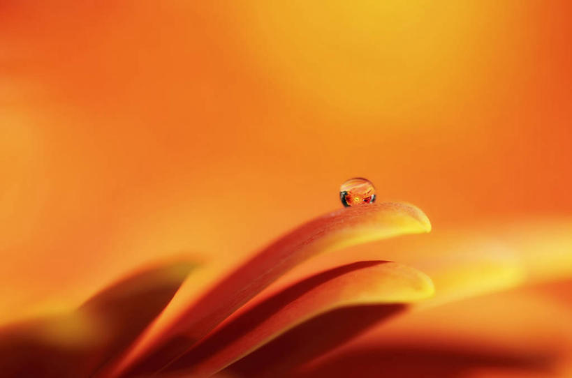 无人,横图,室外,特写,白天,水,美国,水滴,非洲雏菊,花,花瓣,橙色,摄影,脆弱,清新,加利福尼亚,纯净,彩图