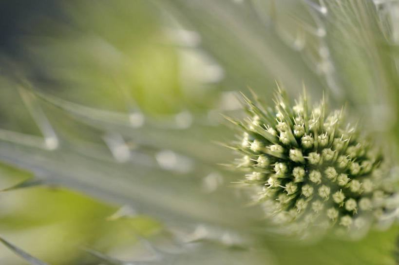 无人,横图,室外,特写,白天,英国,欧洲,英格兰,花,花瓣,摄影,生长,锋利,尖锐,脆弱,雄蕊,西欧,清新,大不列颠,大不列颠及北爱尔兰联合王国,大不列颠及爱尔兰联合王国,英吉利,南约克郡,彩图,约克郡.亨伯,大不列颠王国,大英帝国,联合王国,日不落帝国,设菲尔德