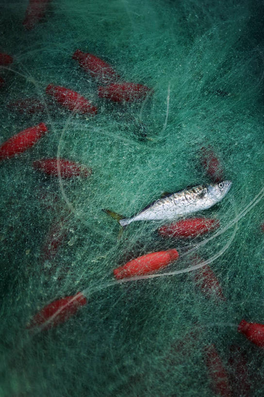 无人,竖图,俯视,渔业,水下,越南,一群,许多,很多,鱼类,摄影,鱼网,彩图,高角度拍摄,网眼袜