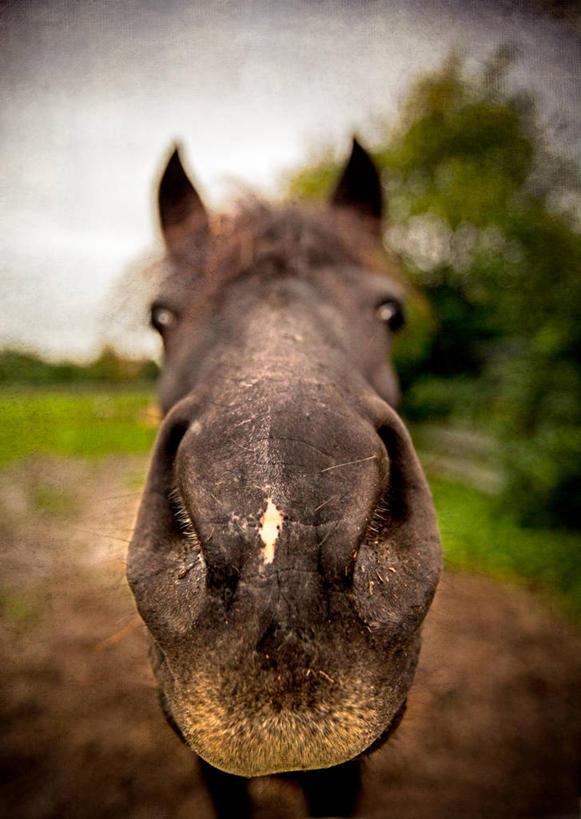 无人,农场,竖图,特写,马,德国,黎明,树,动物,家畜,摄影,牲畜,部分,肖像,彩图,晕影