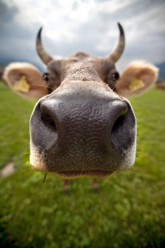 无人,站,竖图,室外,特写,白天,草地,德国,动物,家畜,摄影,牲畜,肖像,母牛,彩图,家牛