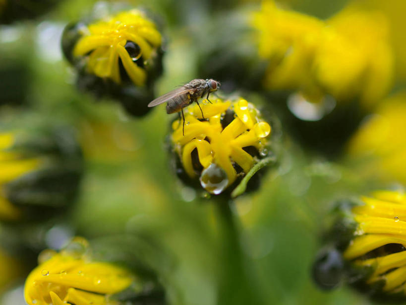 无人,横图,室外,特写,白天,野生动物,昆虫,花蕾,花,黄色,动物,摄影,益虫,授粉,彩图
