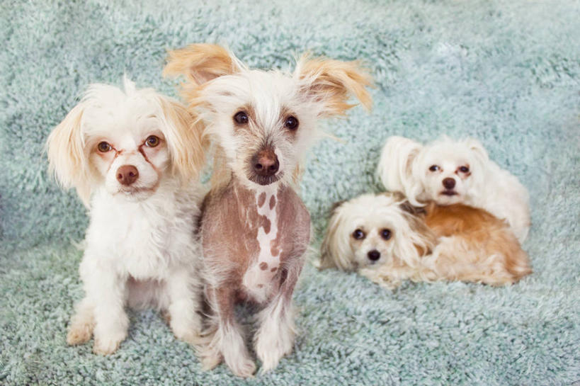 无人,躺,横图,室内,纯洁,宠物,狗,英国,四只,小狗,动物,粉扑,家畜,可爱,童年,童趣,摄影,童真,烂漫,无邪,天真,彩图,中国冠毛犬