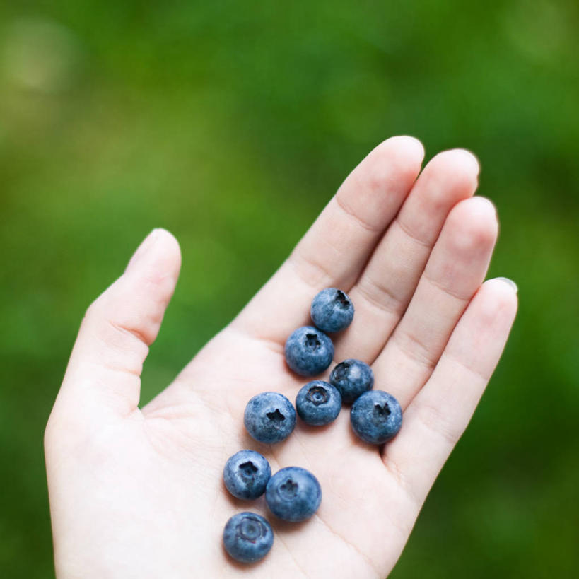 手,手掌,一个人,方图,室外,特写,白天,浆果,蓝莓,水果,美国,拿着,饮食,人体,摄影,部分,清新,健康食物,宾夕法尼亚,彩图
