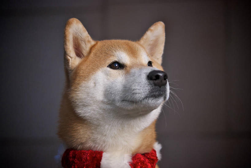 无人,横图,室内,特写,宠物,狗,美国,圣诞节,家畜,摄影,华盛顿州,西雅图,彩图,宠物项圈