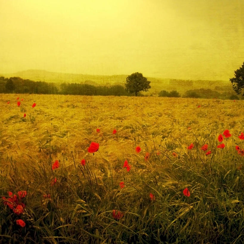 无人,方图,室外,旅游,度假,农业,美景,德国,景观,田地,谷类,娱乐,花,树,黄色,风景,天空,自然,黄昏,享受,休闲,景色,放松,摄影,宁静,大麦,自然风光,伍珀塔尔,彩图