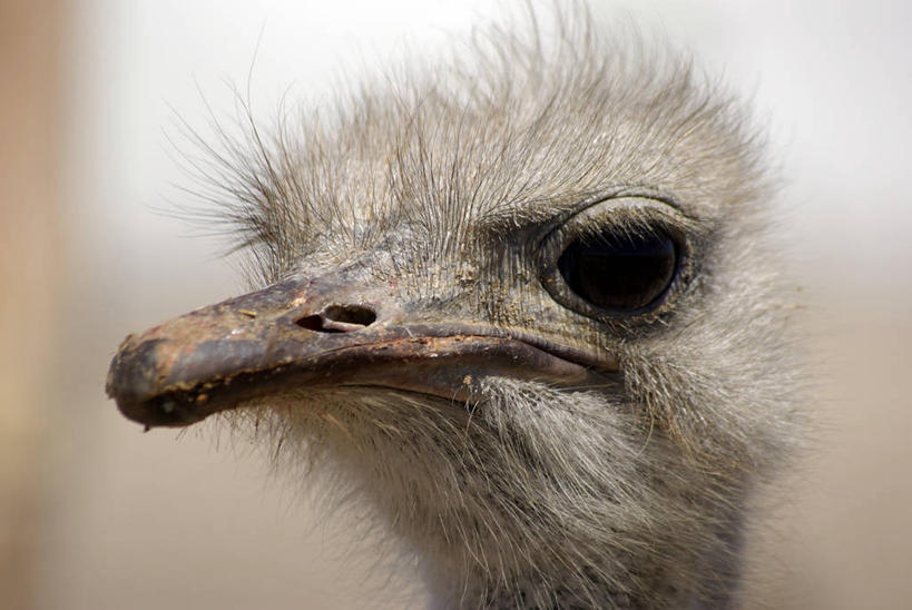 无人,横图,室外,特写,白天,野生动物,鸵鸟,墨西哥,鸟类,摄影,部分,拉丁美洲,彩图