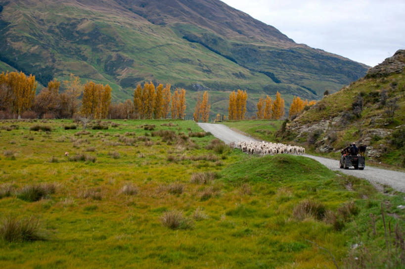 横图,室外,白天,美景,山,路,新西兰,一群,许多,放牧,景观,羊群,很多,草,自然,景色,运输,摄影,牲畜,自然风光,绵羊,彩图