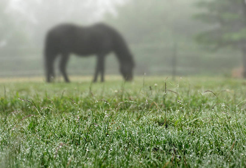 无人,横图,室外,白天,牧场,雾,马,加拿大,湿,草,自然,摄影,宁静,彩图