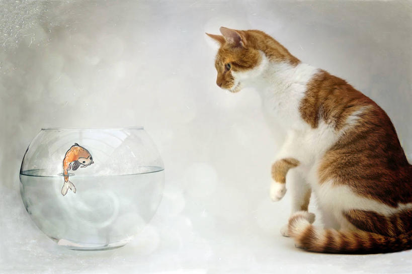 无人,坐,横图,室内,特写,侧面,宠物,猫,玻璃,爱尔兰,金鱼,鱼缸,首都,玻璃制品,动物,看,可爱,摄影,猫咪,彩图,好奇心