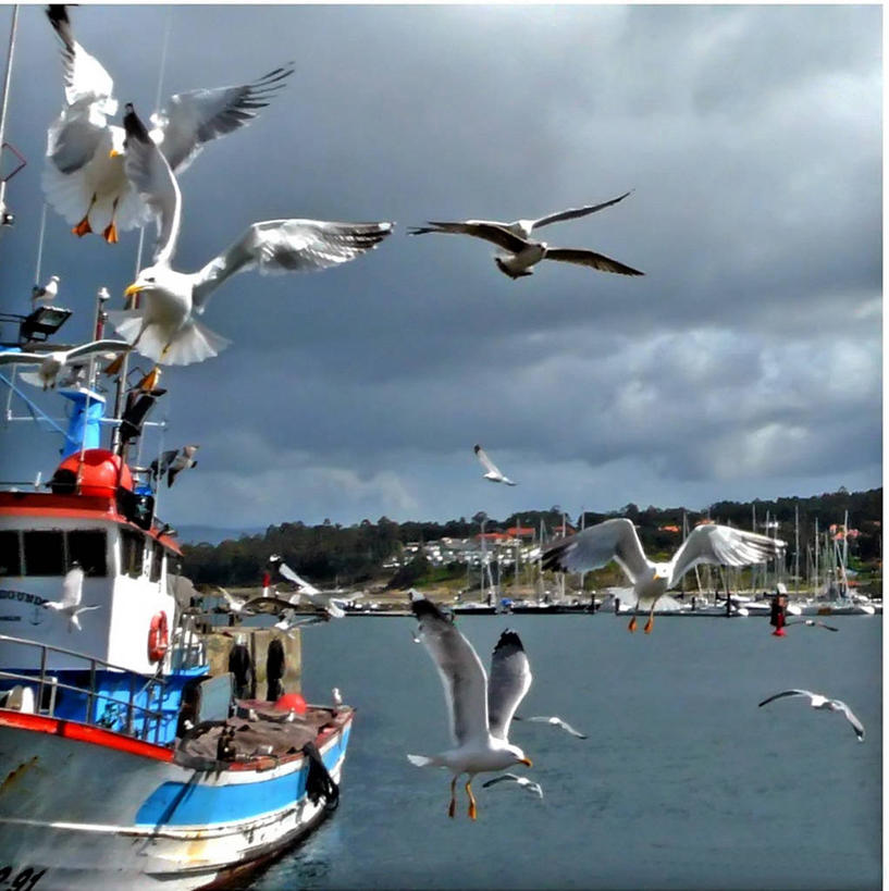 无人,竖图,室外,白天,海洋,野生动物,西班牙,鸟类,乌云,天空,运输,摄影,彩图,海港,河口