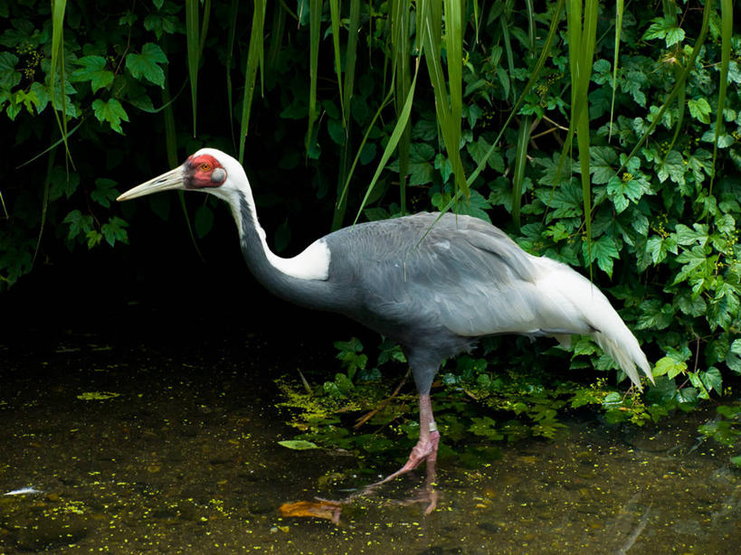 无人,动物园,站,横图,室外,白天,侧面,野生动物,美国,鸟类,绿色,摄影,灌木,喙,纽约州,布朗克斯,彩图