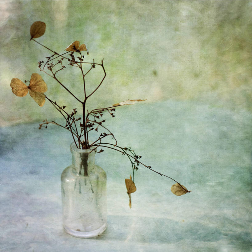 无人,方图,室内,白天,骄傲,八仙花,静物,叶子,新西兰,阴影,纹路,纹理,茎,花,瓶子,干花,绣球花,摄影,紫阳花,洋绣球,脆弱,肌理,草绣球,斗球,七变化,粉团花,善变,彩图