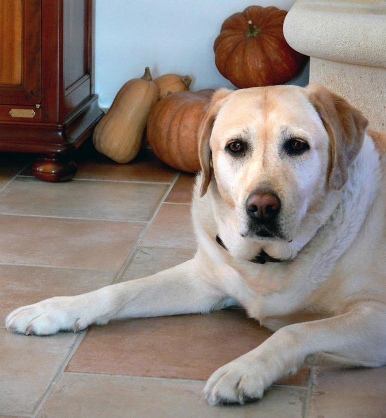 无人,坐,竖图,室内,特写,地板,宠物,狗,南瓜,蔬菜,法国,饮食,家畜,摄影,清新,肖像,拉布拉多犬,彩图