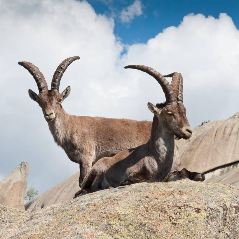 无人,站,坐,方图,室外,白天,仰视,山,野生动物,西班牙,云,首都,天空,自然,动物,两只,马德里,摄影,马德里省,野生白山羊,岩石,山羊,彩图,低角度拍摄
