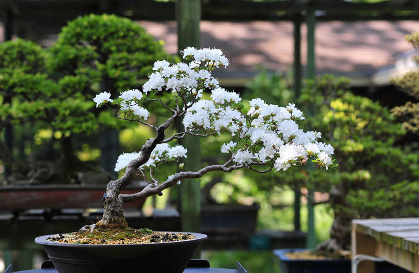 无人,横图,室外,白天,桌子,樱花,法国,巴黎,盆景,首都,樱桃树,温室,自然,摄影,清新,彩图