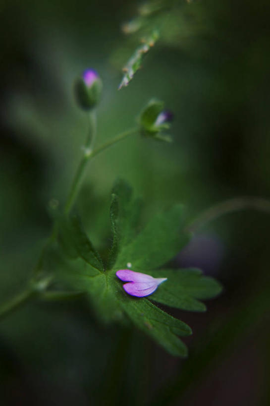 无人,竖图,室外,特写,白天,微距,童话故事,纯洁,叶子,意大利,木制,浪漫,花蕾,花,花瓣,花朵,粉色,绿色,自然,探索,摄影,宁静,脆弱,清新,伦巴第大区,心型,叶脉,彩图,爱