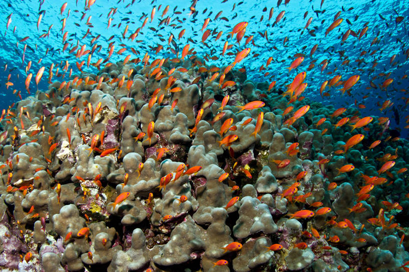 游泳,无人,横图,水下,埃及,一群,许多,很多,鱼类,动物,摄影,环境,中东,红海,暗礁,彩图