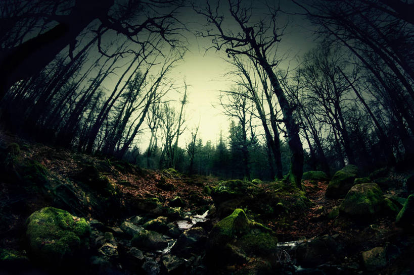 无人,横图,室外,鱼眼镜头,森林,爱尔兰,苔藓,首都,树,天空,自然,黄昏,摄影,宁静,岩石,彩图