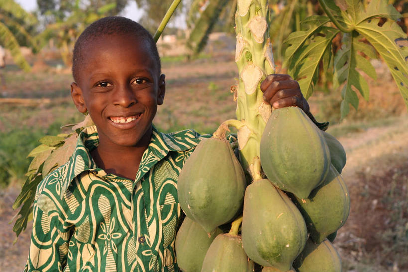 儿童,脸,头,脸颊,秃头,一个人,站,笑,微笑,露齿笑,横图,室外,白天,正面,快乐,幸福,纯洁,木瓜,水果,非洲,马里,仅一个男性,仅一个人,首都,休闲装,饮食,肩膀,树,树干,小孩,仅一个小孩,可爱,童年,童趣,摄影,生长,清新,肖像,童真,烂漫,无邪,健康食物,阿非利加洲,巴马科,马里共和国,西非,天真,男孩,男人,男性,非洲人,孩子,头部,光头,无发,脸部,脸蛋,面部,彩图,木瓜树,男生