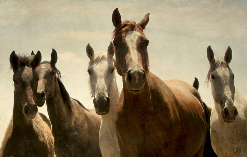 无人,横图,室外,白天,马,野生动物,西班牙,云,天空,摄影,五只,彩图