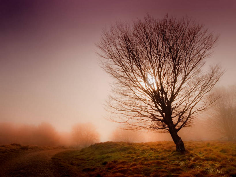 无人,横图,室外,白天,寂寞,西班牙,天气,树,风景,自然,摄影,布尔戈斯,彩图