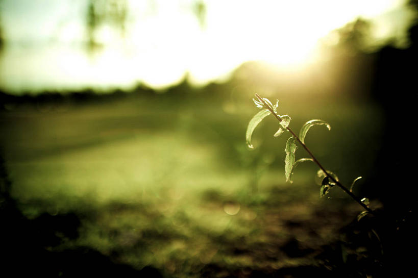 无人,横图,室外,叶子,日光,加拿大,枝,自然,黄昏,摄影,生长,宁静,温哥华,彩图