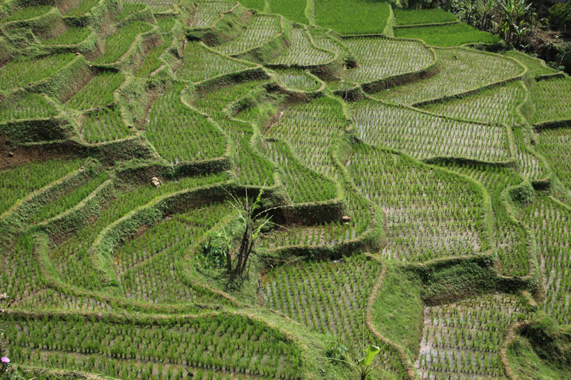 无人,横图,俯视,室外,白天,农业,植物,印度尼西亚,稻田,田地,绿色,自然,摄影,生长,常绿树,式样,西爪哇,彩图,高角度拍摄
