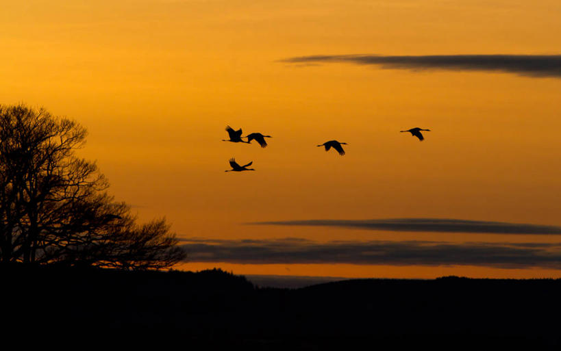 无人,横图,室外,自由,日出,野生动物,瑞典,鹤,鸟类,飞,树,天空,自然,摄影,五只,剪影,彩图