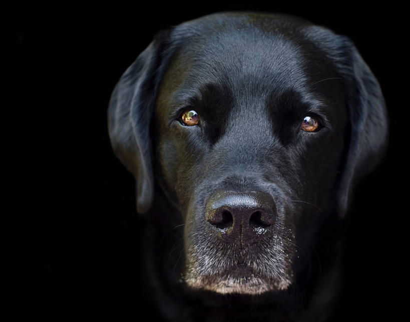无人,横图,特写,宠物,狗,美国,黑色背景,家畜,凝视,摄影,肖像,拉布拉多犬,新泽西,彩图,影棚拍摄
