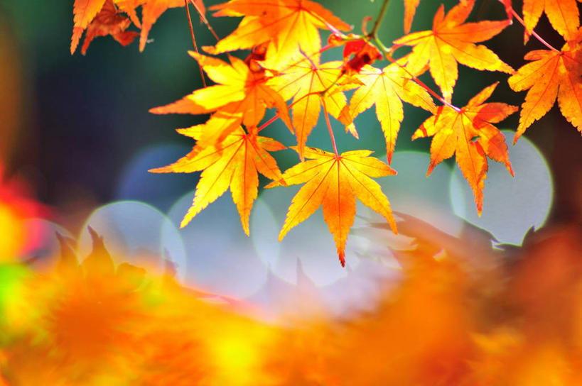 无人,横图,室外,特写,白天,枫树,叶子,台湾,日光,摄影,生长,脆弱,清新,柔焦,台中,彩图