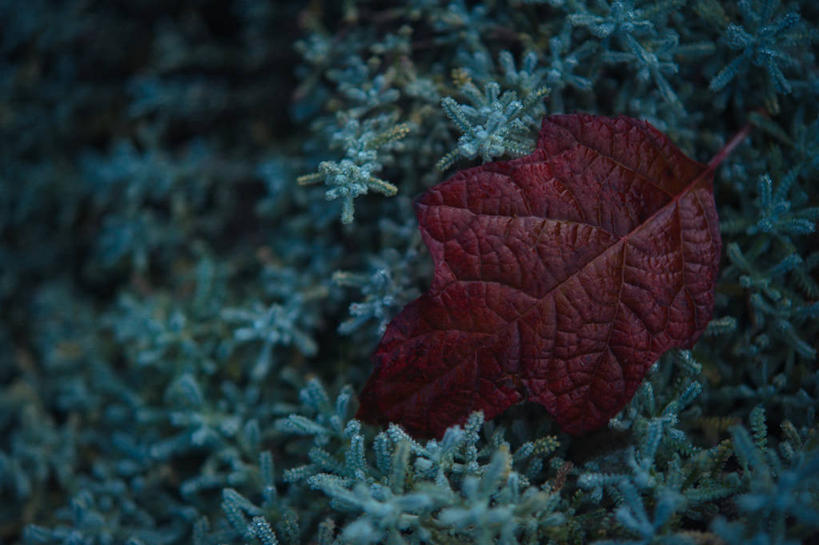 无人,横图,室外,特写,白天,骄傲,八仙花,法国,自然,绣球花,摄影,灌木,紫阳花,洋绣球,脆弱,普罗旺斯,改变,草绣球,斗球,七变化,粉团花,善变,橡树叶,秋天,彩图