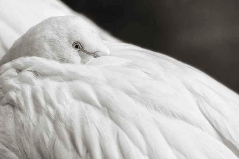 无人,横图,室外,特写,白天,野生动物,德国,火烈鸟,鸟类,白色,摄影,部分,美因茨,彩图