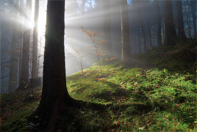 无人,横图,室外,白天,神秘,森林,奥地利,草,树,树干,自然,摄影,宁静,福拉尔贝格州,彩图