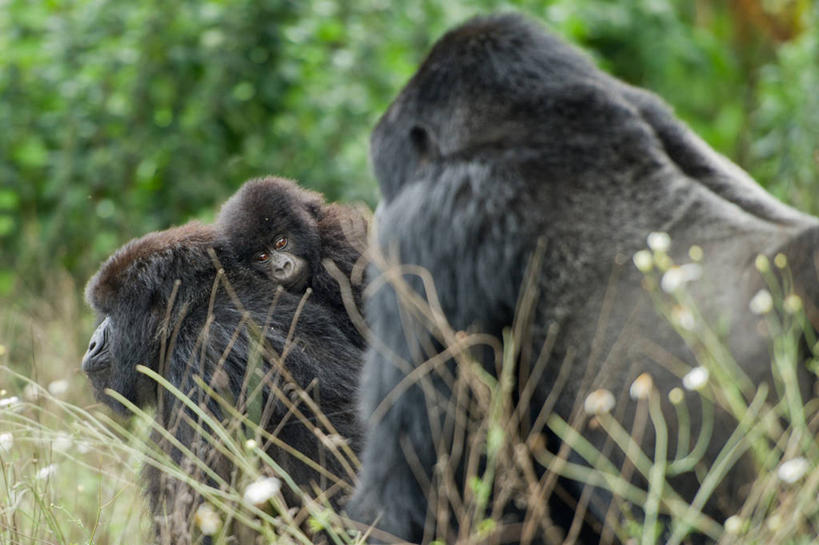 无人,横图,室外,白天,野生动物,卢旺达,三只,草,树,自然,动物,摄影,国家公园,运送,大猩猩,彩图,鲁亨盖里