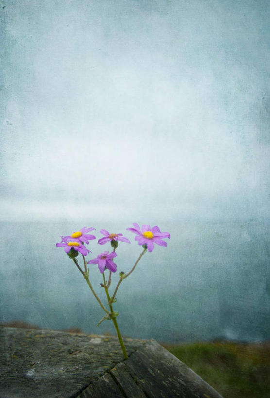 无人,栏杆,竖图,室外,白天,海洋,雾,新西兰,纹路,纹理,雏菊,花,粉色,天空,自然,摄影,生长,脆弱,清新,肌理,达尼丁,彩图