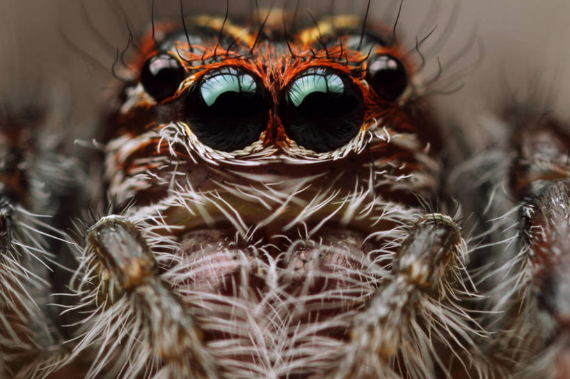 无人,横图,室外,特写,白天,微距,野生动物,巴西,昆虫,蜘蛛,自然,动物,南美,摄影,南美洲,拉丁美洲,肖像,美洲,巴西联邦共和国,亚美利加洲,南亚美利加洲,南大河州,南里奥格兰德州,彩图