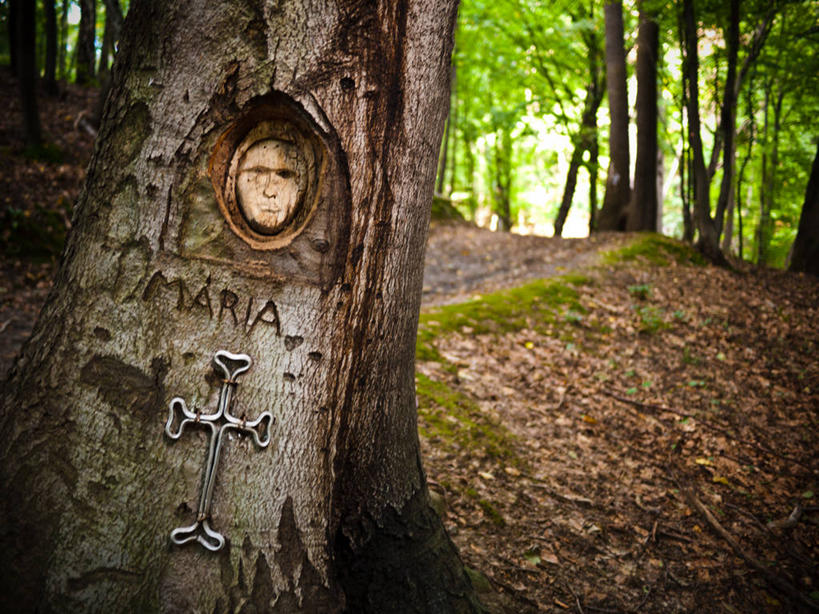 无人,横图,室外,特写,白天,美景,十字形,文字,景观,树皮,树,自然,景色,摄影,英文字母,创造力,自然风光,匈牙利共和国,想法,彩图