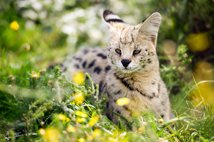 无人,站,横图,室外,白天,植物,野生动物,南非,花,自然,动物,摄影,生长,薮猫,彩图