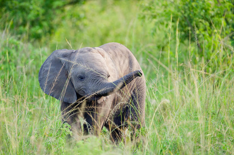 无人,横图,室外,白天,野生动物,乌干达,草,自然,动物,摄影,东非,鲁文佐里山国家公园,象,彩图