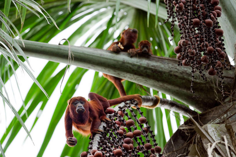 无人,坐,吃,横图,室外,白天,仰视,棕榈树,野生动物,厄瓜多尔,三只,枝,自然,动物,南美,摄影,吼猴,彩图,低角度拍摄