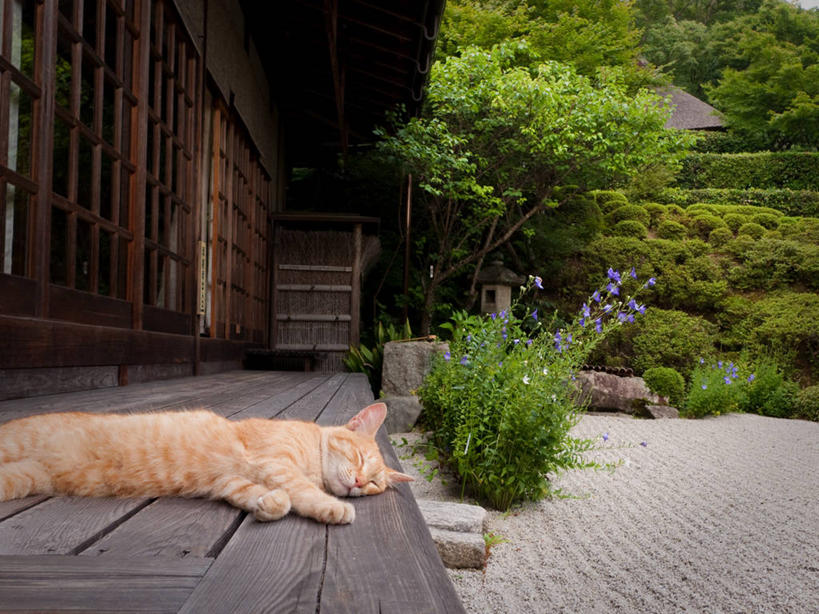 无人,躺,横图,室外,白天,植物,宠物,猫,日本,木制,树,家畜,放松,摄影,京都府,斑纹猫,京都市,彩图