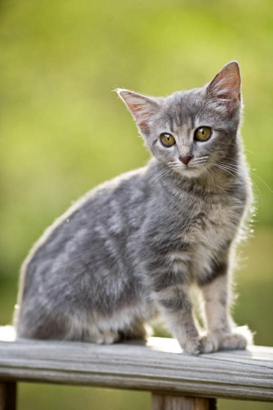 无人,坐,竖图,室外,特写,白天,宠物,猫,美国,小猫,灰色,动物,家畜,摄影,彩图