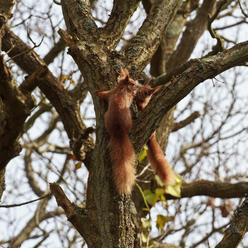 无人,方图,室外,白天,仰视,野生动物,英国,动物,松鼠,两只,摄影,上升,万里无云,怀特岛,彩图,低角度拍摄