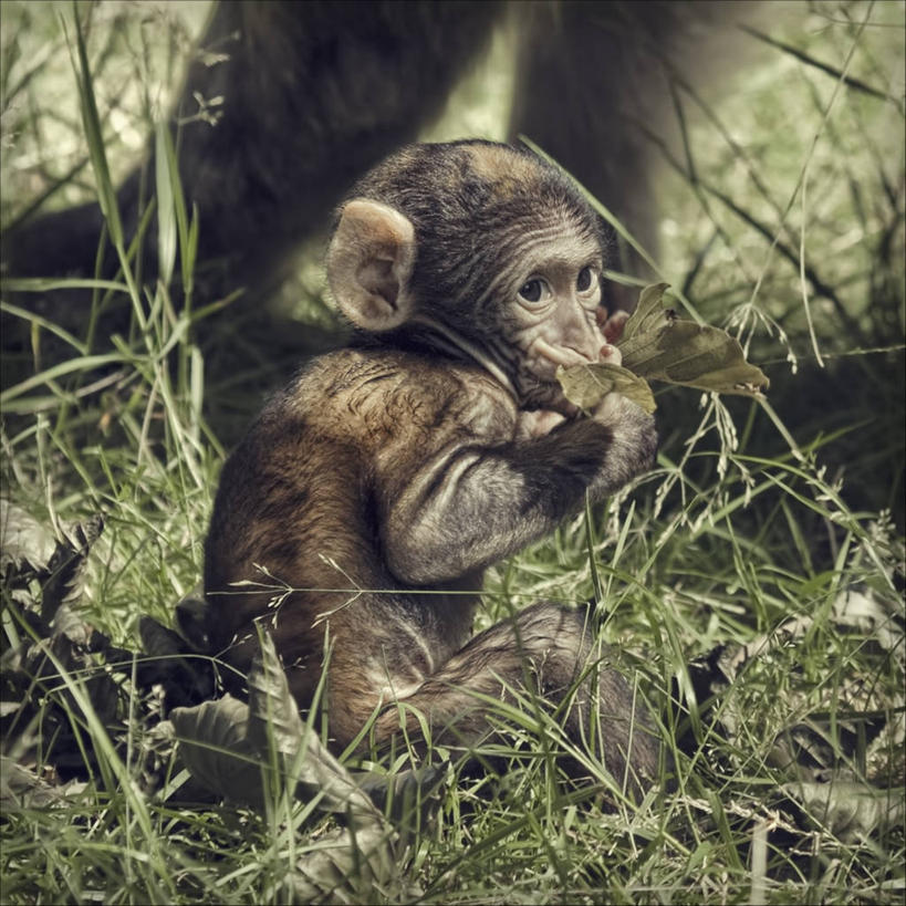 无人,方图,室外,特写,白天,野生动物,猴子,叶子,英国,草,动物,摄影,彩图